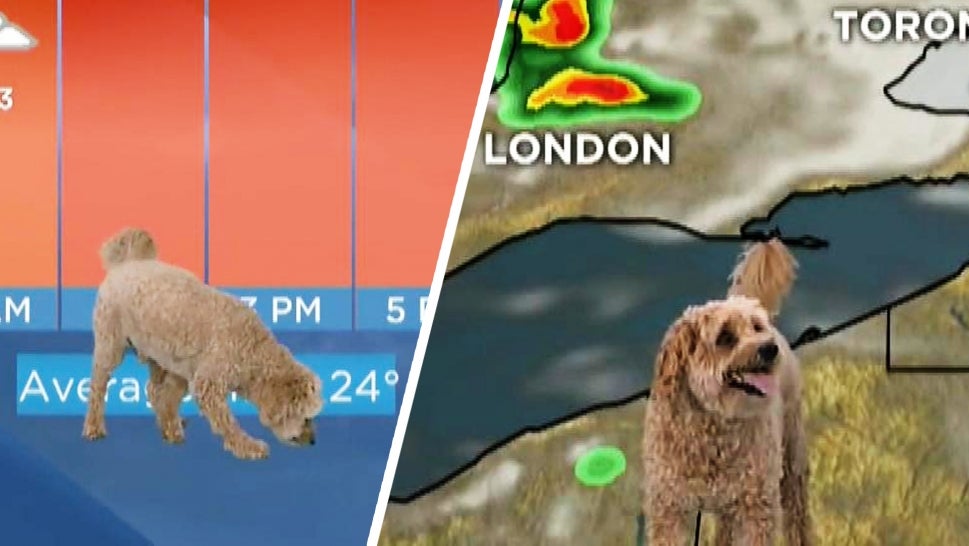 "Storm" the dog interrupting a weather report on Global News