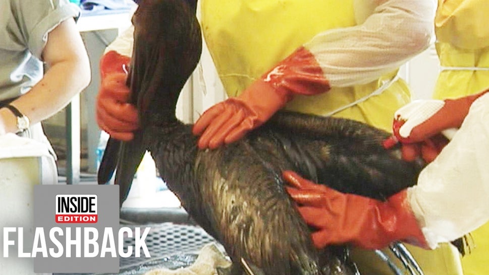An animal caught in an oil spill