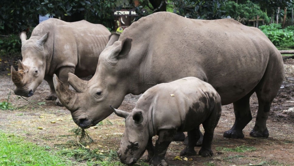 Baby white rhino in front of two adult rhinos
