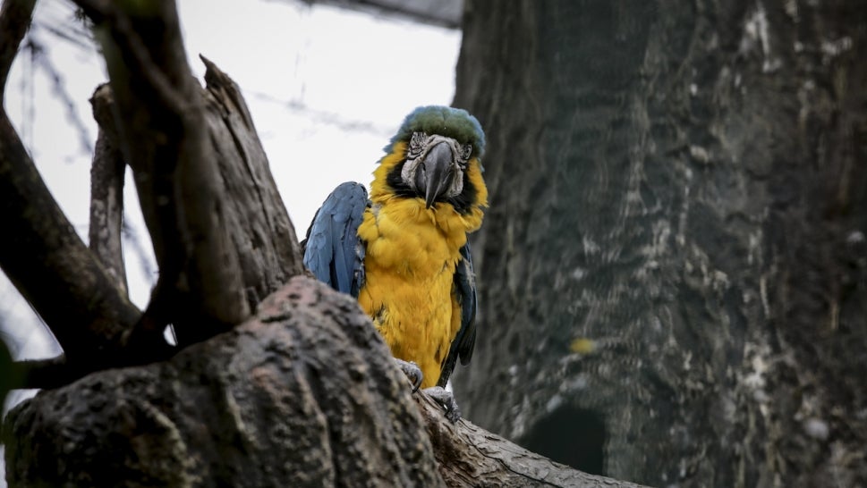 A Blue and yellow macaw (Ara Ararauna) rescued from illegal trafficking is seen at the Sabana Ecopark Natural Reserve in Tocancipa, Colombia on September 16, 2021. 
