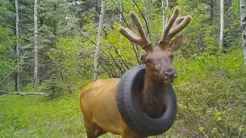 An elk with a tire around its neck