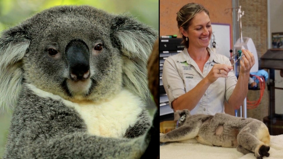 A koala getting a vaccine