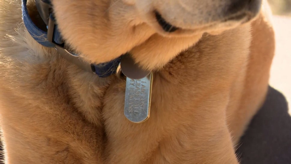Don’t Put Your Address on Your Dog’s Collar