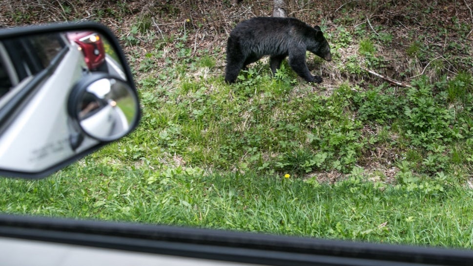 A black bear searches for food along the Tennessee border at Newfound Gap on May 11, 2018 near Cherokee, North Carolina. The Great Smoky Mountains National Park straddles the Tennessee and North Carolina borders in the heart of the Appalachian Mountain Range