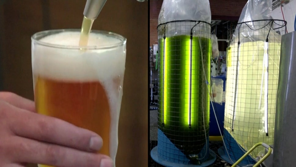 Green Algae Beer