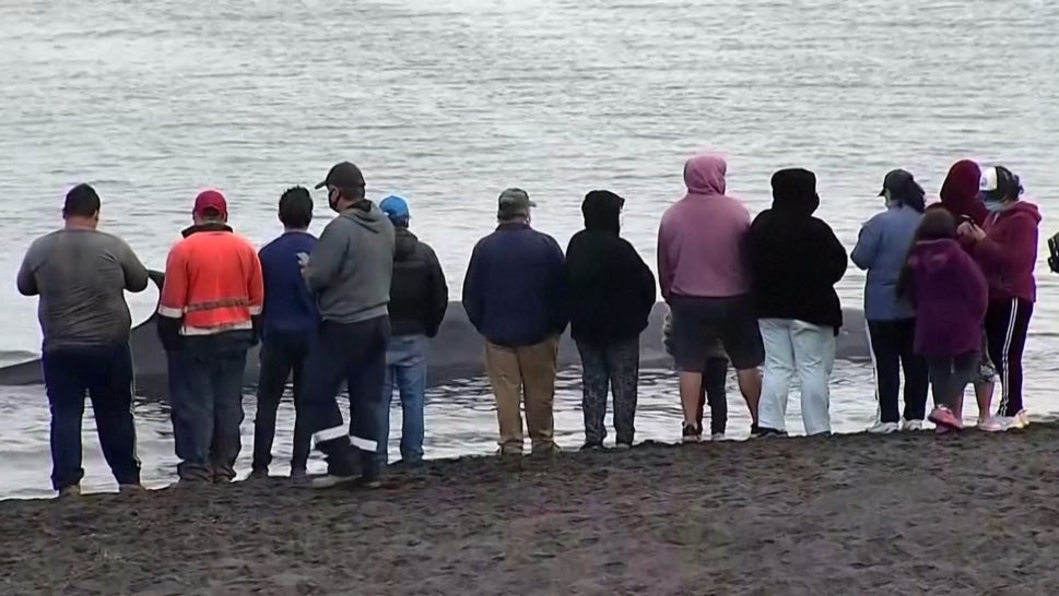 Good Samaritans Come to Rescue of Beached Whale in Chile