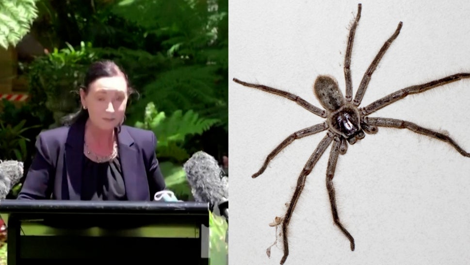 Venomous Huntsman Spider Crawls Up Health Official's Leg During Australian Press Conference