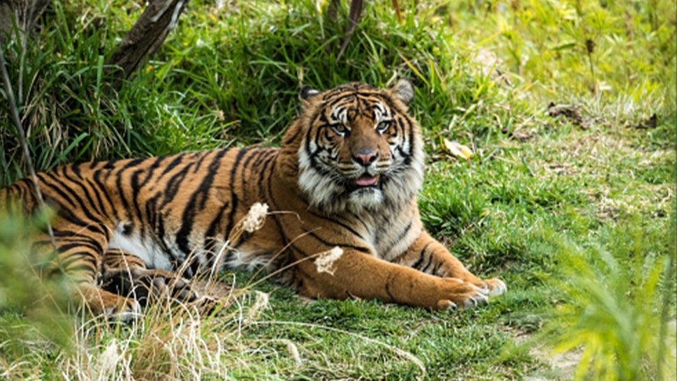 A stock image of a Sumatran Tiger similar to the one that lives at ZSL London Zoo