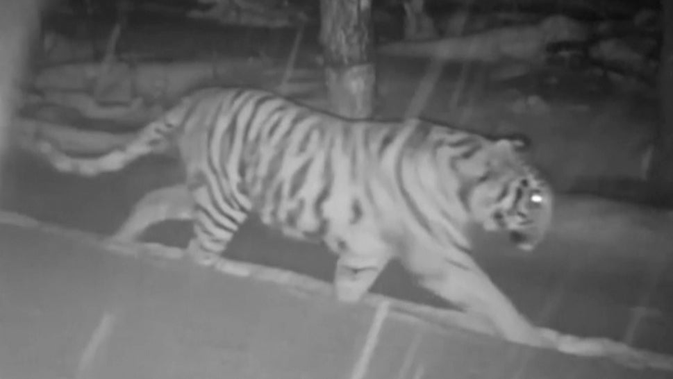Rare Wild Tiger Spotted Walking in the Woods With Cubs