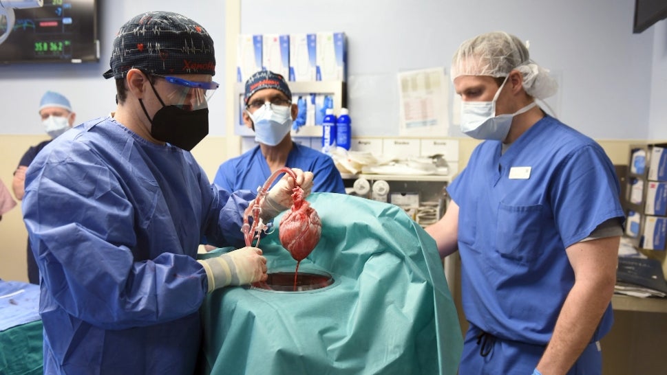 Pig Heart Successfully Transplanted Into Human Patient 