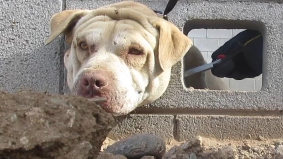 Dog Freed After Getting His Head Stuck in Cinder Block Wall