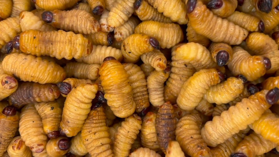 Palm Worms Are Nutritious, Delicious and Terrifying