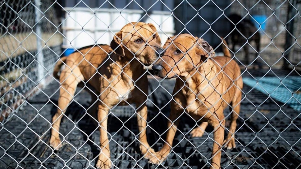 Neglected dogs are seen in a cage during an animal rescue by the HSUS on Jan. 21, 2022.