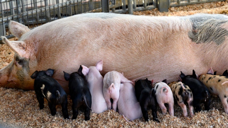 Baby pigs suckling mother