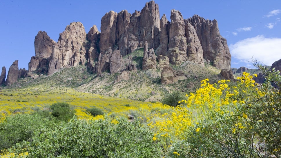 Spring wild flowers bloom in the Sonoran desert's Superstition Mountains on March 25, 2017 at the Lost Dutchman State Park in Arizona