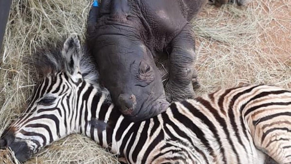 A baby rhino and zebra befriend one another at animal sanctuary. 