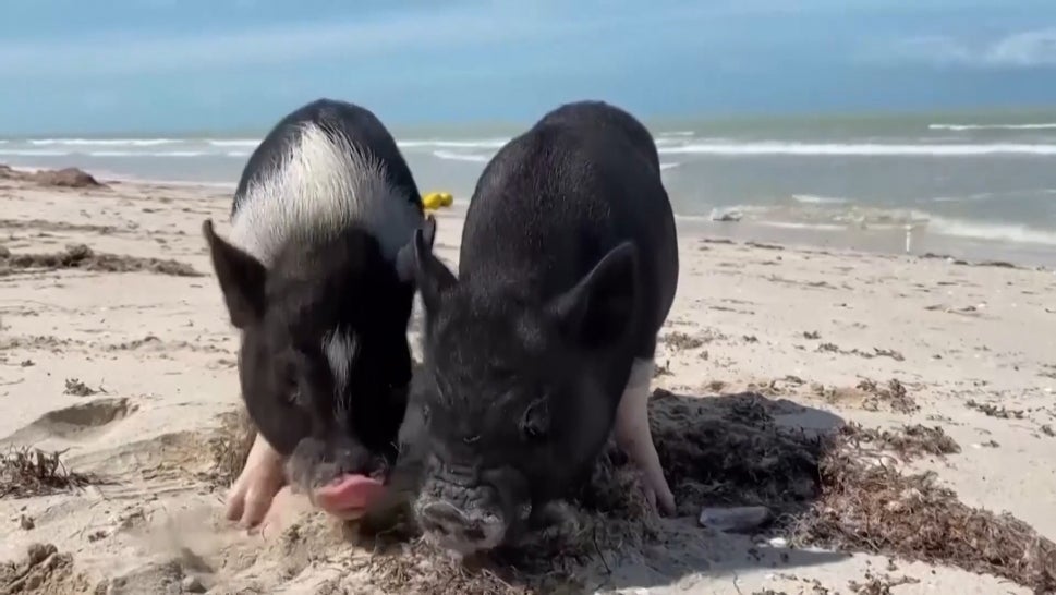 Would You Go to a Piglet Beach Party?