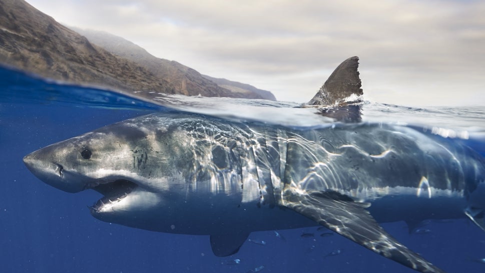 Great white shark under water