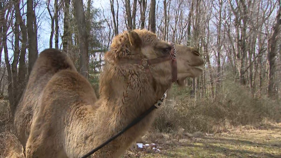 Camel Kills 2 Petting Zoo Workers