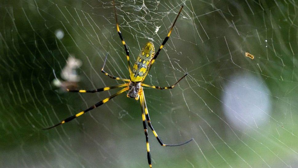 Joro Spider on a web
