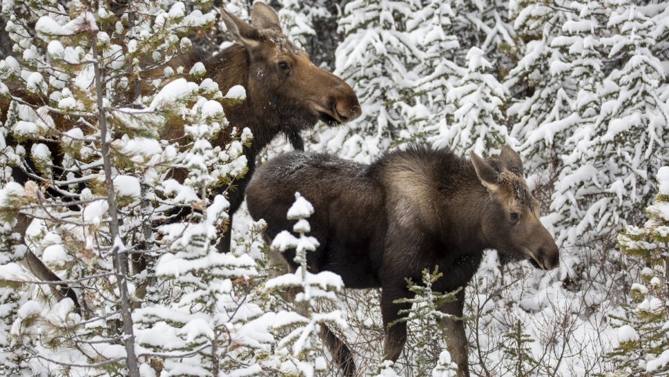 Two moose in between snow covered trees