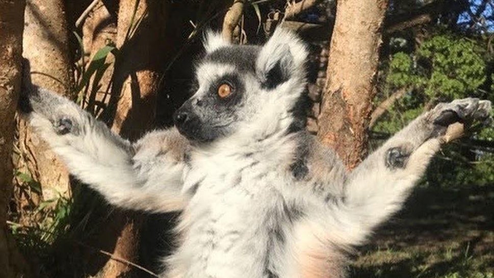 Maki the Lemur sitting in a tree