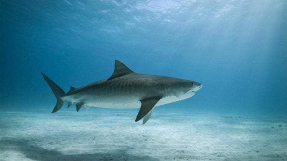 A stock image of a tiger shark. 