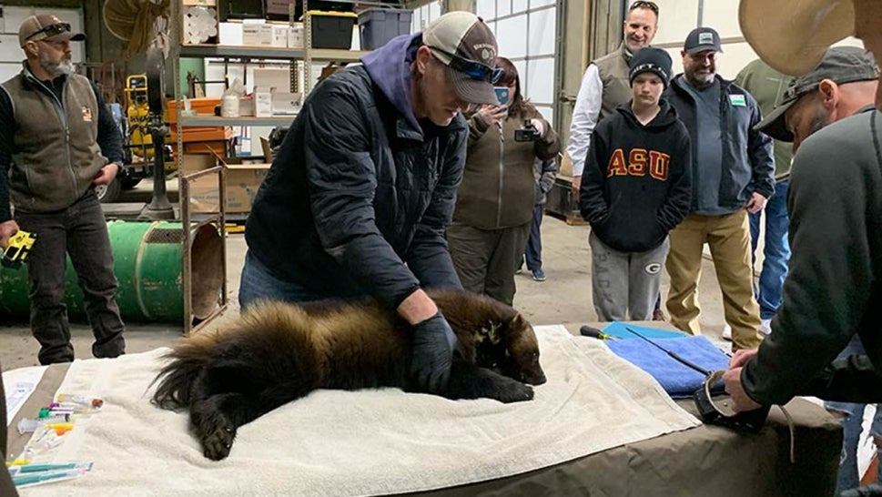 Wolverine is being examined by biologists as the Utah Division of Wildlife Services.