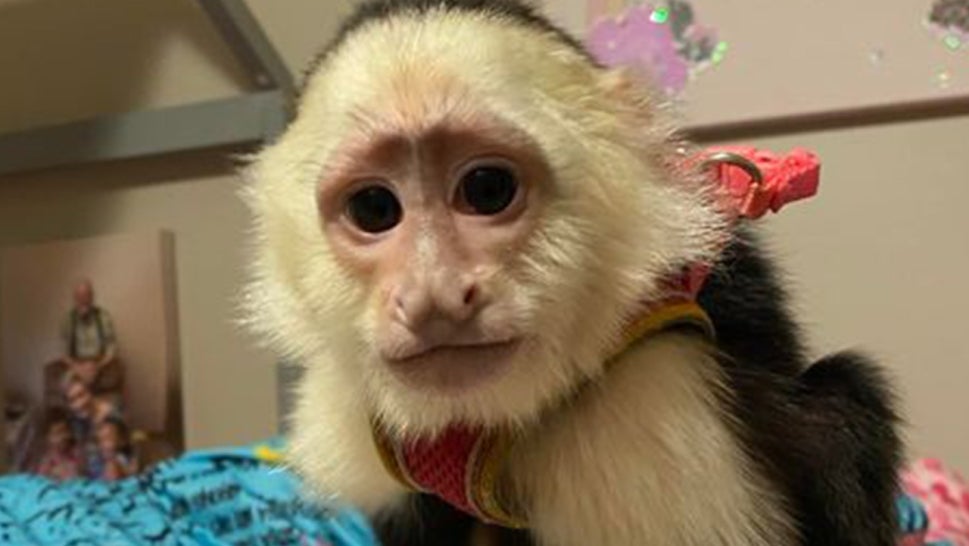 Coco Chanel, is a Capuchin monkey that was stolen from Minnesota parking lot.