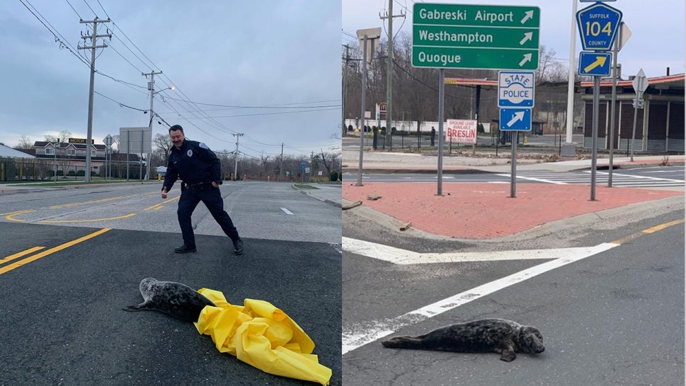 Photos of an officer trying to rescue the baby seal.