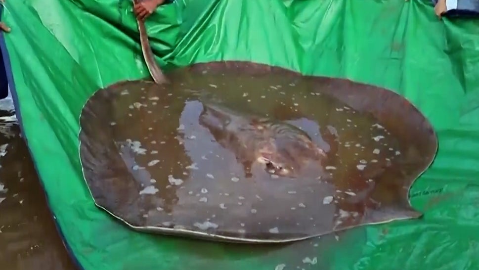 Fishermen Catch Huge Stingray in Cambodia