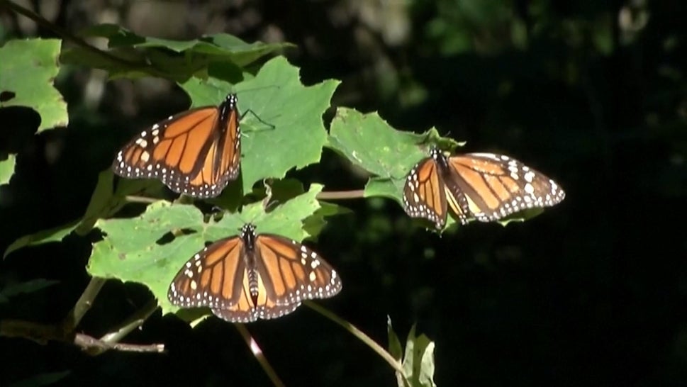 Monarch Butterflies Repopulate for First Time Since 2020