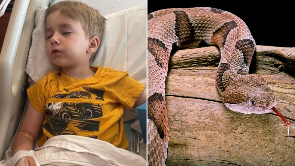Daniel, 5, was bit by a venomous copperhead snake while he was picking up leaves with his uncle.