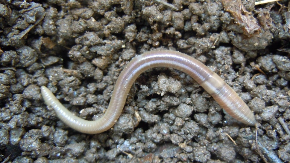 Jumping worm on gravel