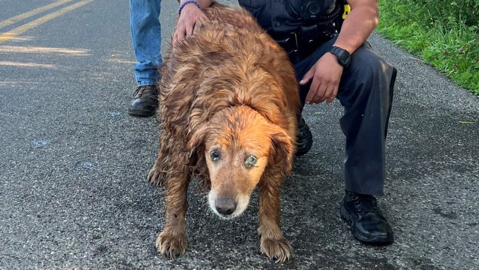 Lilah, the 13-year-old golden retriever, somehow got herself stuck in a drain pipe.