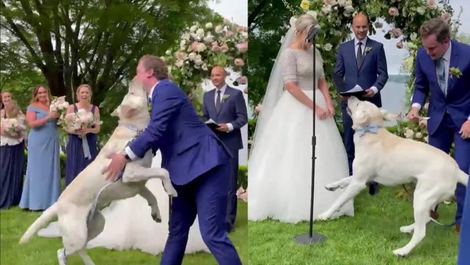 Overeager Dog Runs Down Wedding Aisle