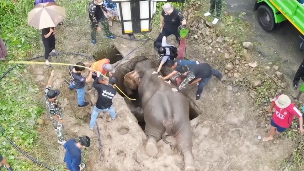 Rescuers Help Get Elephant and Her Calf Out of Ditch 