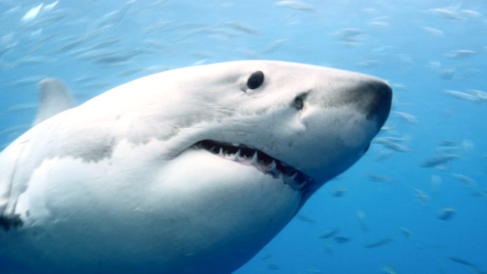 Are Sharks the Deadliest Animals to Humans? 