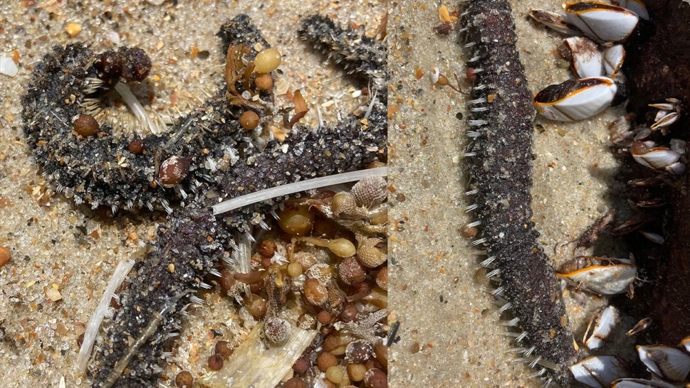 side-by-side image of spiky sea creature