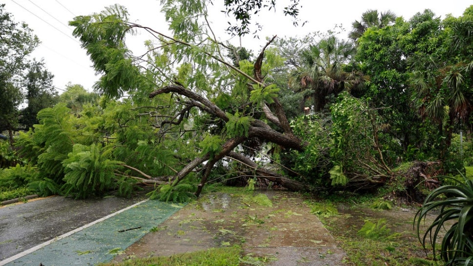 Fallen tree in Sarasota, Florida due to winds from Hurricane Ian
