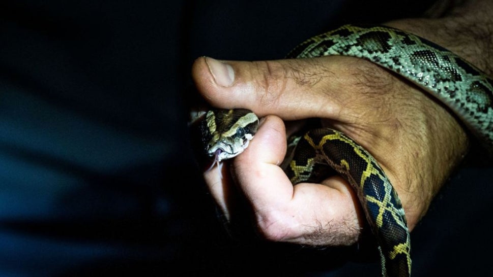 A professional python hunter, hired by the Florida Fish and Wildlife Conservation Commission (FWC) Enrique Galan catches a Burmese python, in Everglades National Park, Florida on August 11, 2022.