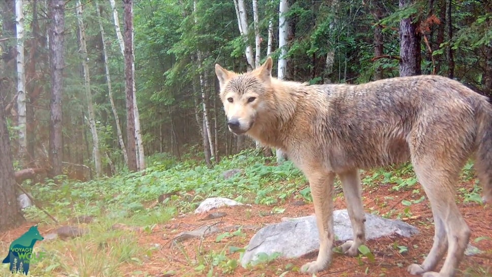 The Voyageurs Wolf Project