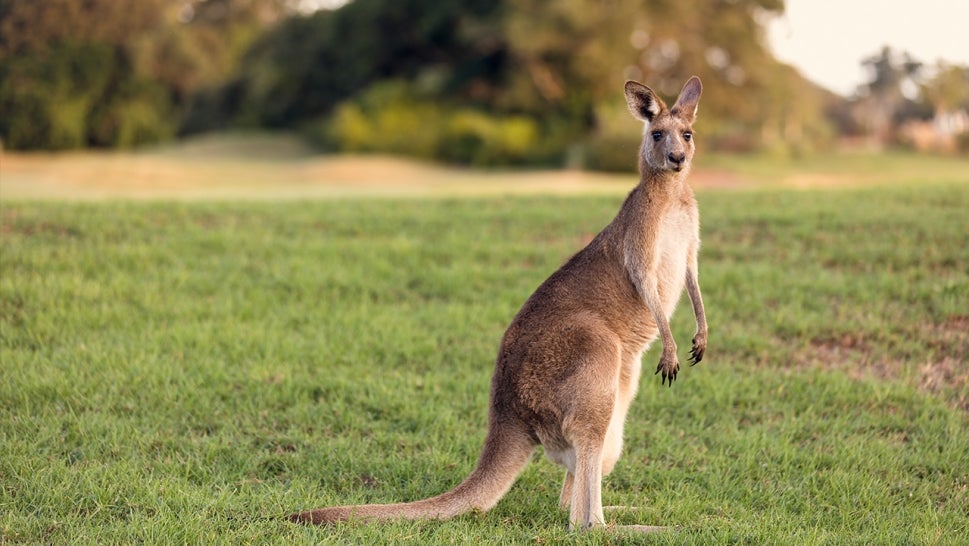 Kangaroo standing on grass