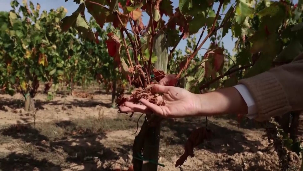 Winemakers in Spain Find Ways to Climate-Proof Crops