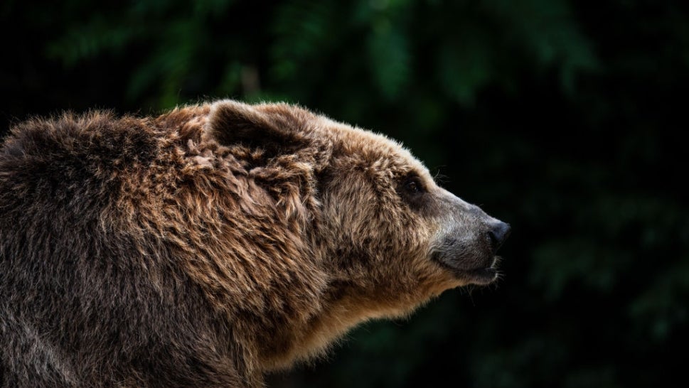 Profile view of brown bear