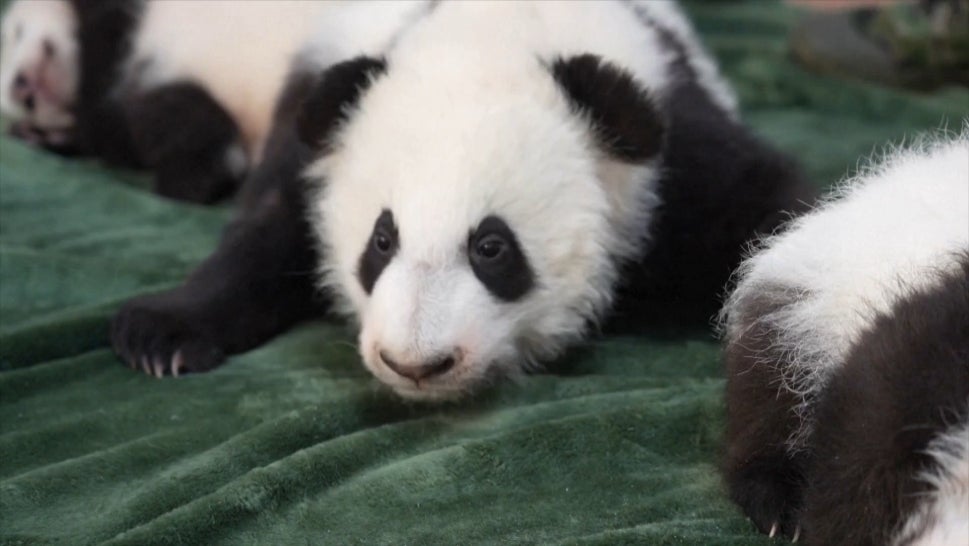 6 Baby Giant Pandas Are 'Naughty'