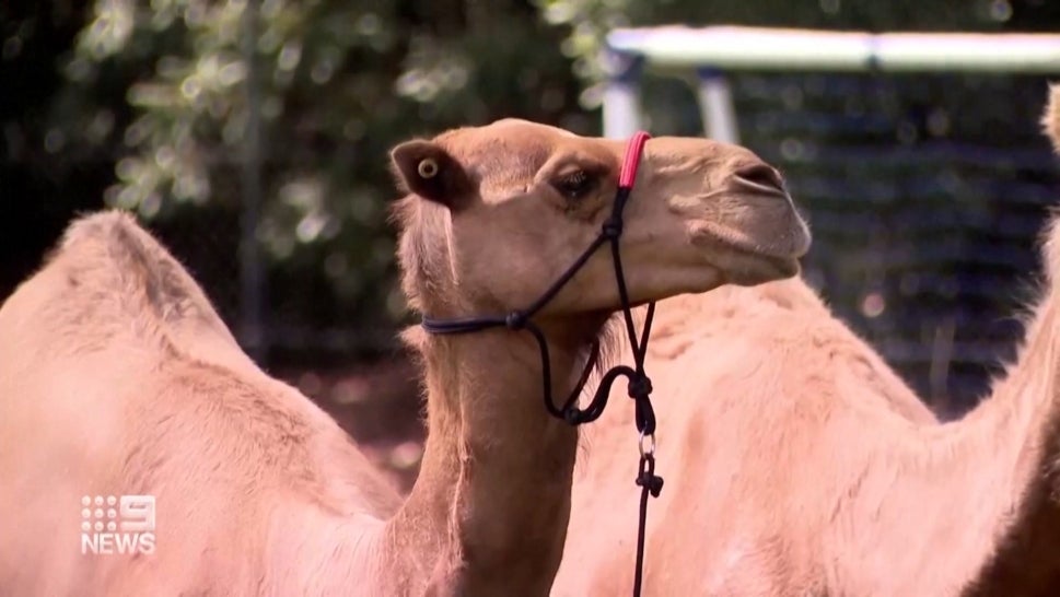 3 Camels Escape Nativity Scene