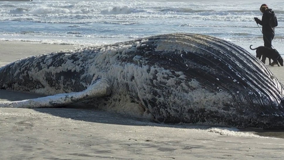 6th Whale Washes Ashore New Jersey Coast This Month