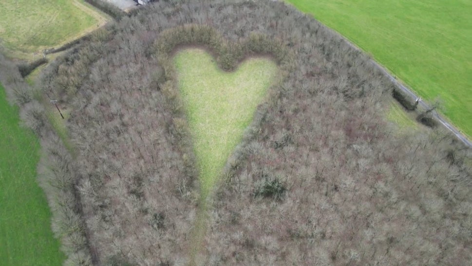 6000 Oak Trees Make Sweet Memorial Valentine