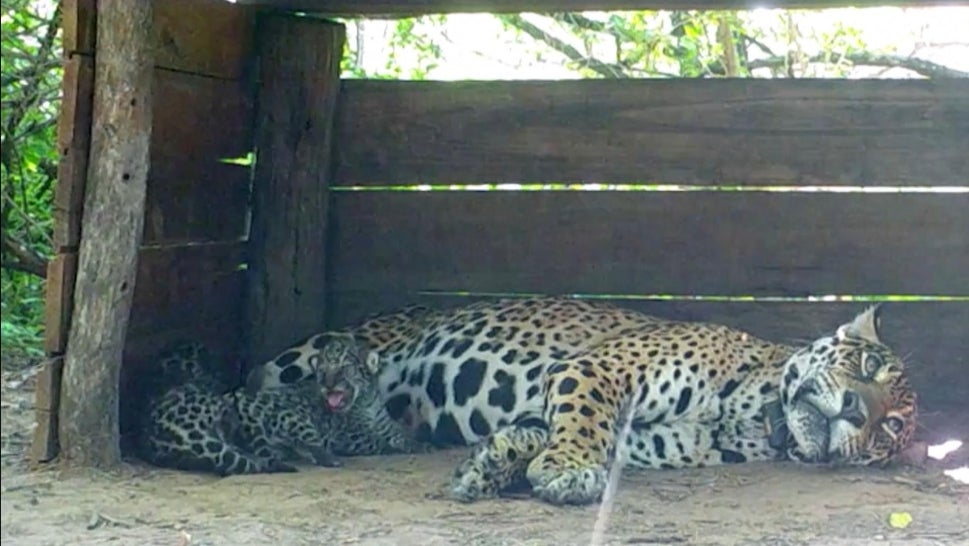 2 Jaguar Cubs Could Help Rejuvenate Endangered Species